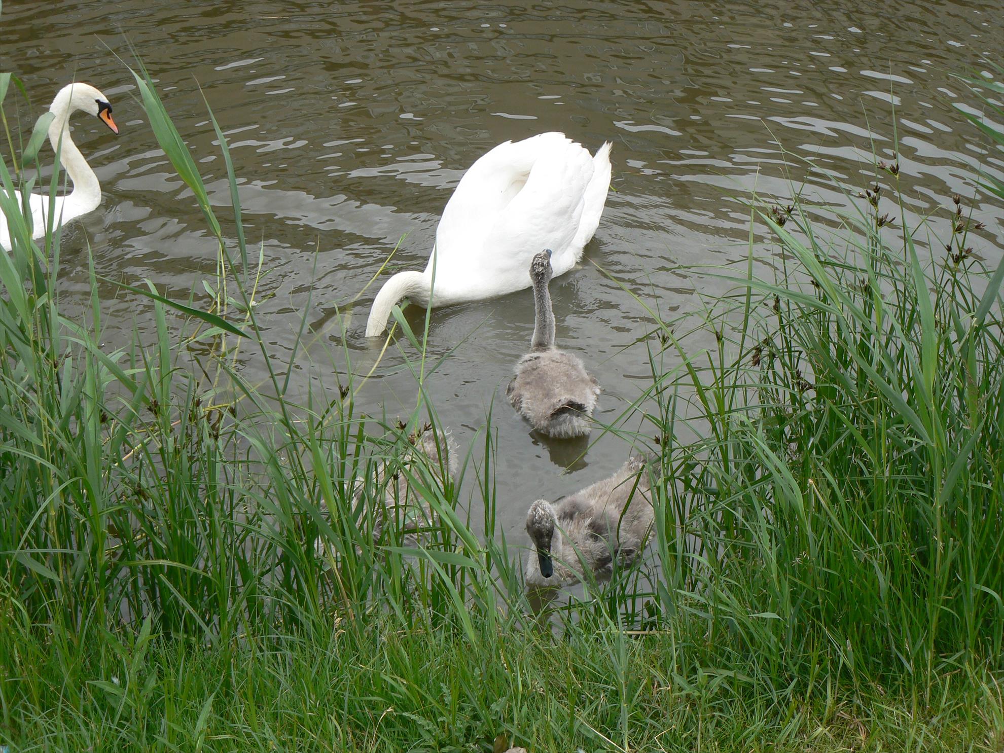 Pasari salbatice - p1030409.JPG